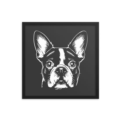 Boston Terrier Dog [00316] Poster mit Rahmen